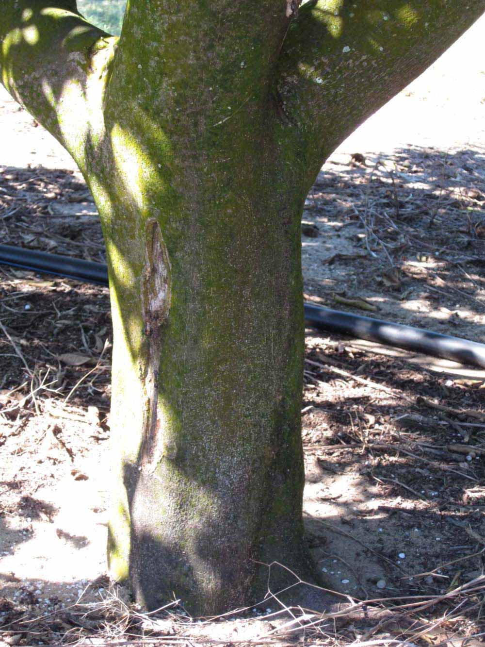            Bark (Winter Haven, FL)   